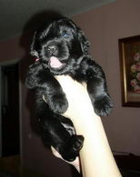 АДАМ + ФРОСЯ