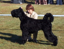 Москворечье АНТОШКА СЫН АДАМА