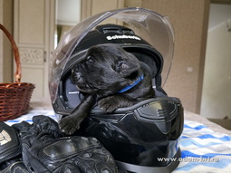   ,      .      .          -   