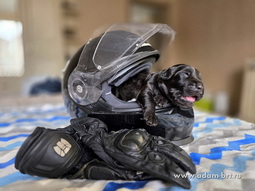   ,      .      .          -   