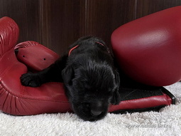   ,      .      .          -   