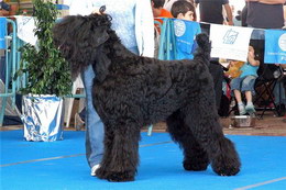 Блэк Балкан Лион ВИКИНГ БРЭЙВ