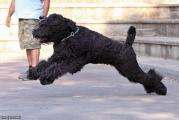 Блэк Балкан Лион ВИКИНГ БРЭЙВ