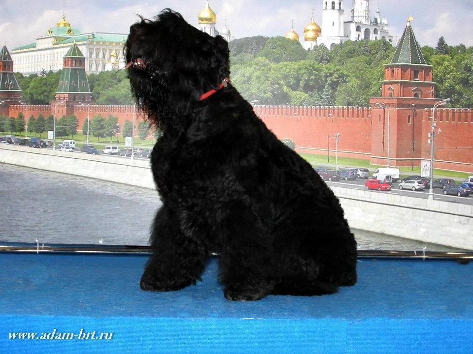     –  , , EXCELLENT!!! 